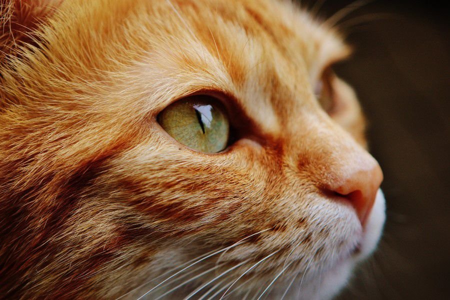 Lyon cat sitter à Lyon gardien de chats à Lyon cat sitting à lyon 1