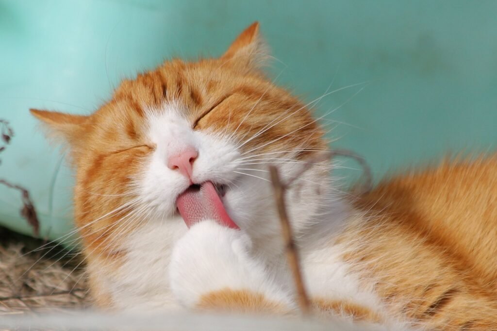 Marseille cat sitter à Marseille gardien de chats à Marseille 1