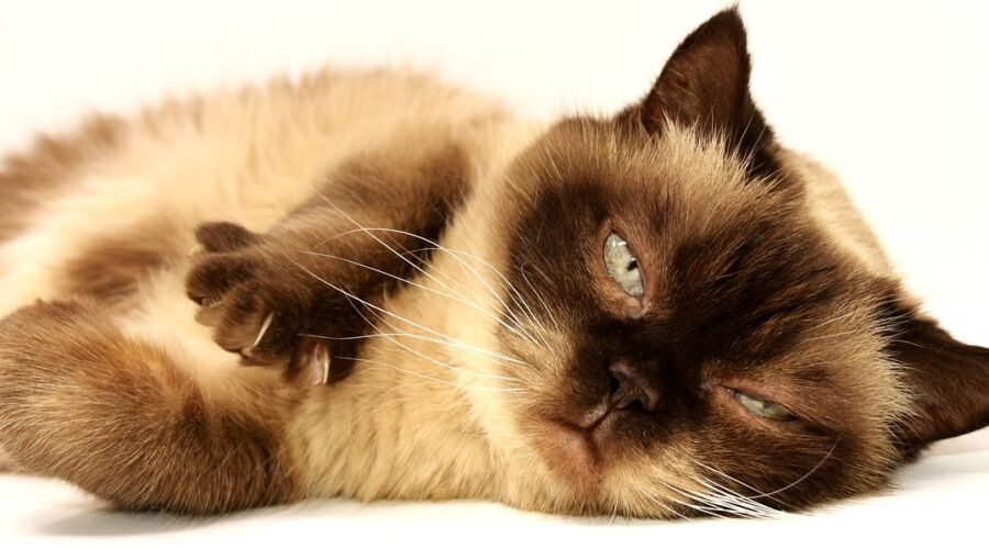 Devenez Cat Sitter à Marseille avec Dog & Cat