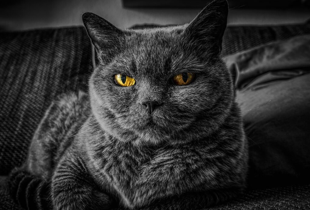 Marseille cat sitter à Marseille gardien de chats à Marseille cat sitting à marseille 2