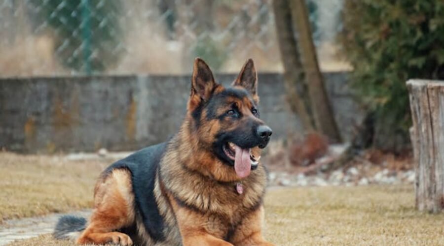 Pet sitters à Angers ou gardiens d&rsquo;animaux à Angers : pet sitting à Angers pour les chats et les chiens