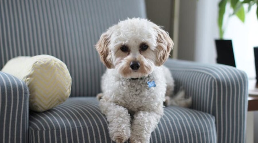 Pet sitters à Metz ou gardiens d’animaux à Metz : pet sitting à Metz pour les chats et les chiens