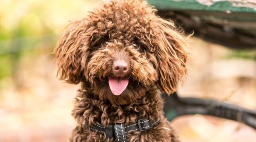 Pet sitters à Montpellier ou gardiens d’animaux à Montpellier : pet sitting à Montpellier pour les chats et les chiens
