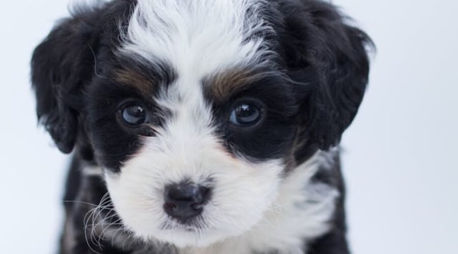 Pet sitters à Nice ou gardiens d’animaux à Nice : pet sitting à Nice pour les chats et les chiens