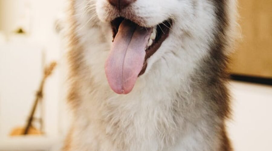 Pet sitters à Nîmes ou gardiens d’animaux à Nîmes : pet sitting à Nîmes pour les chats et les chiens