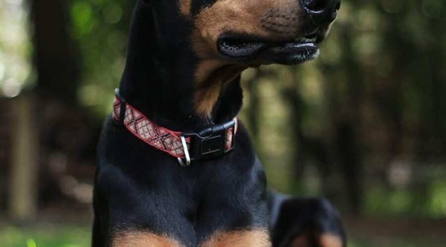 Pet sitters à Orléans ou gardiens d’animaux à Orléans : pet sitting à Orléans pour les chats et les chiens