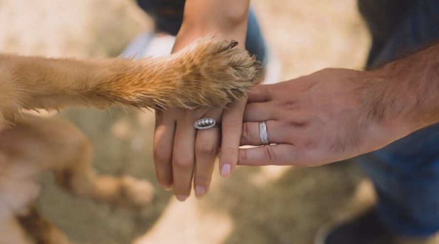 Pet sitters à Rouen ou gardiens d’animaux à Rouen : pet sitting à Rouen pour les chats et les chiens