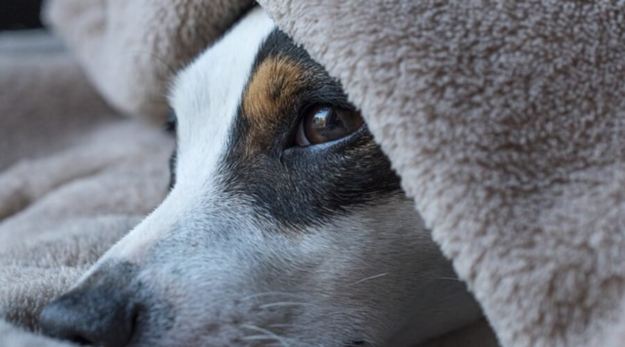 Petsitters à Saint-Étienne ou gardiens d’animaux à Saint-Étienne : petsitting à Saint-Étienne pour les chats et les chiens