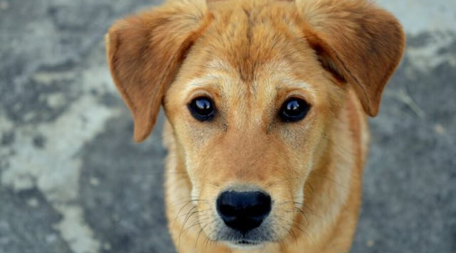 Pet sitters à Toulon ou gardiens d’animaux à Toulon : pet sitting à Toulon pour les chats et les chiens