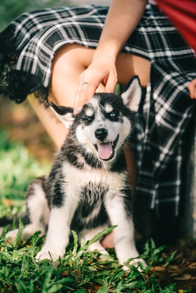 Toulouse dog sitter toulouse dog sitting Toulouse pet sitterToulouse pet sitting Toulouse gardien de chiens à toulouse 2