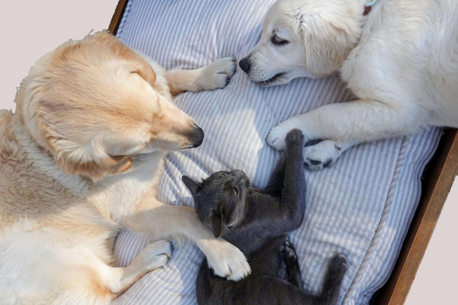 chats et chiens amis