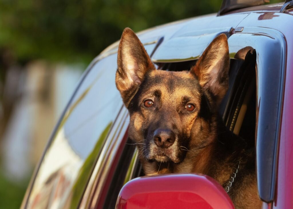 chien en voyage en voiture chien en voyage en voiture