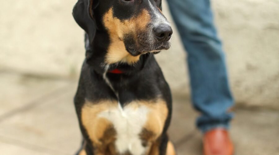 Petsitters à Marseille ou gardiens d’animaux à Marseille : petsitting à Marseille pour les chats et les chiens