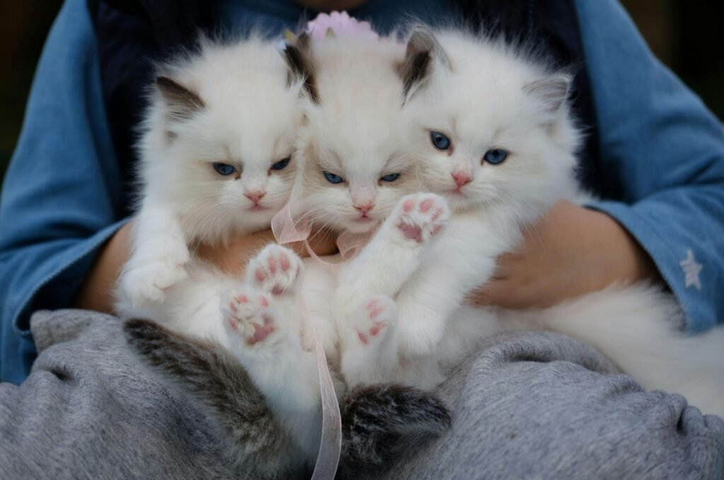 portées de chattons blancs